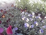 秋花H251119高槻市から.jpg