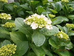 紫陽花H25.JPG