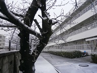 雪正門付近.jpg