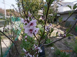 ｱｰﾓﾝﾄﾞ.JPG