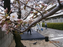 SAKURA.JPG