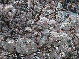 花 007.jpg