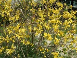 花 010.jpg