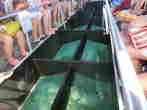 green4.JPG