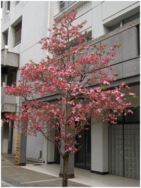 花水木.jpg