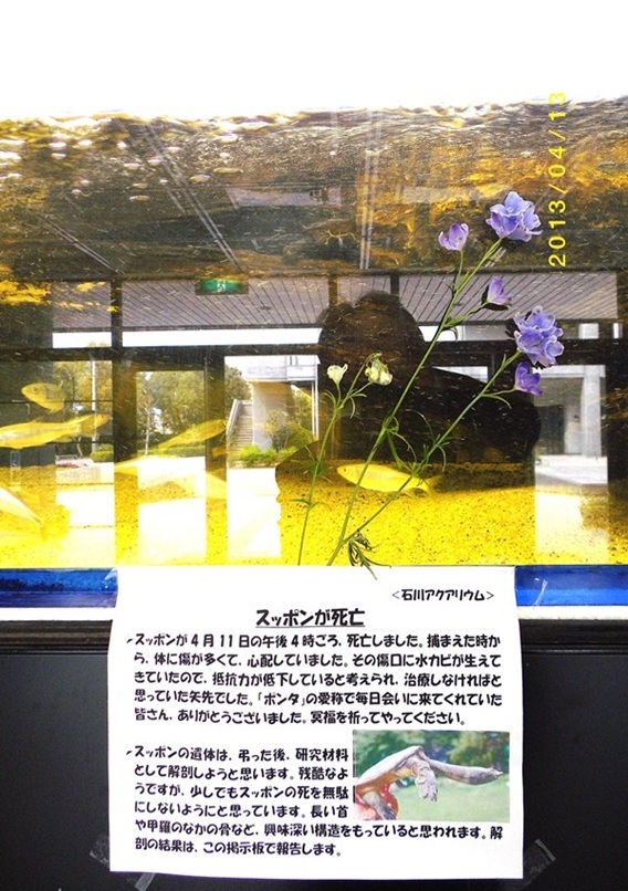 ponnta.jpg