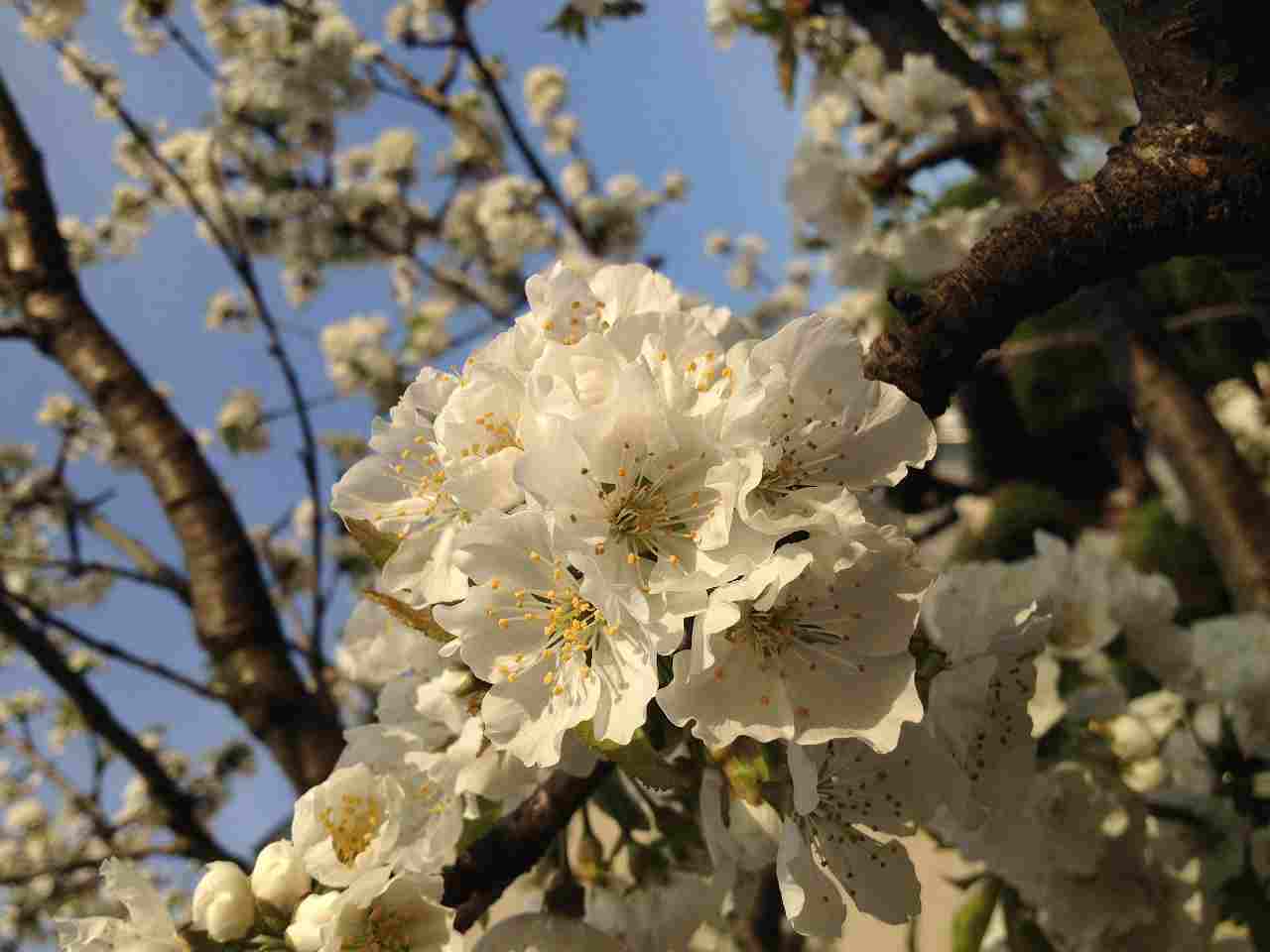 サクランボの花（拡大）