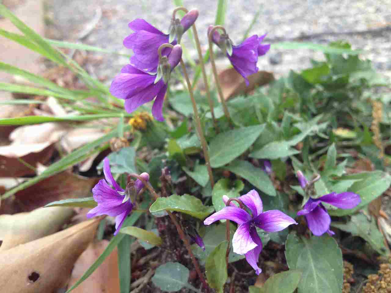 スミレの花