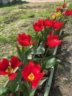 チューリップ.jpg