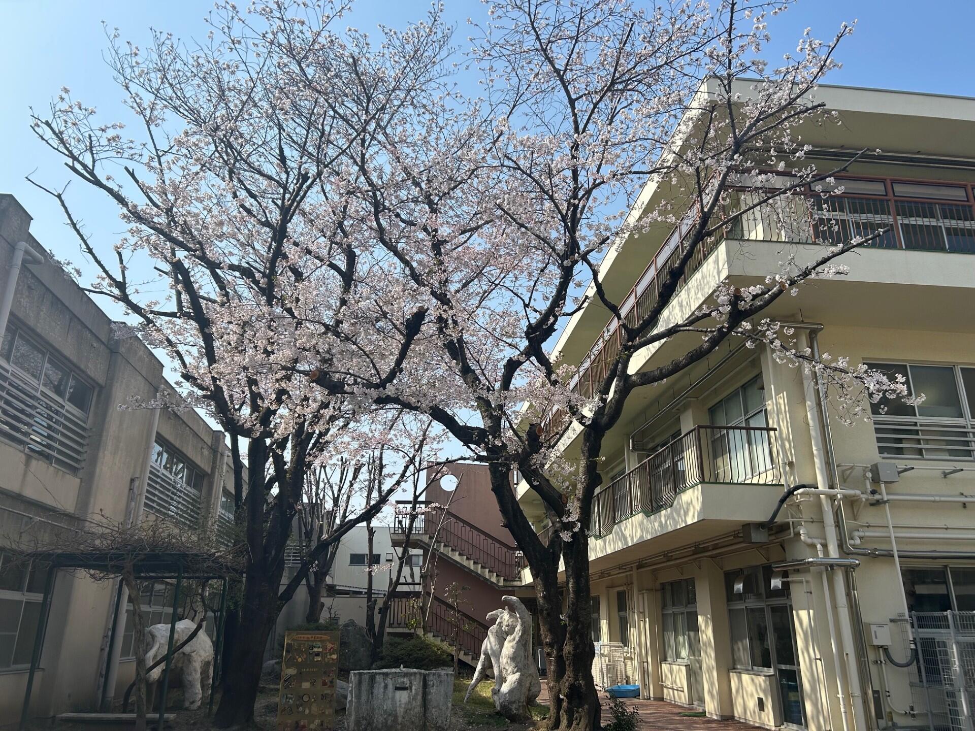 さくら.jpg