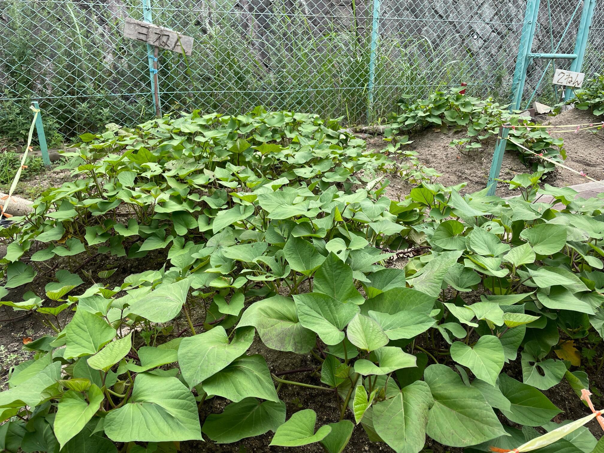 image0 (1).jpeg