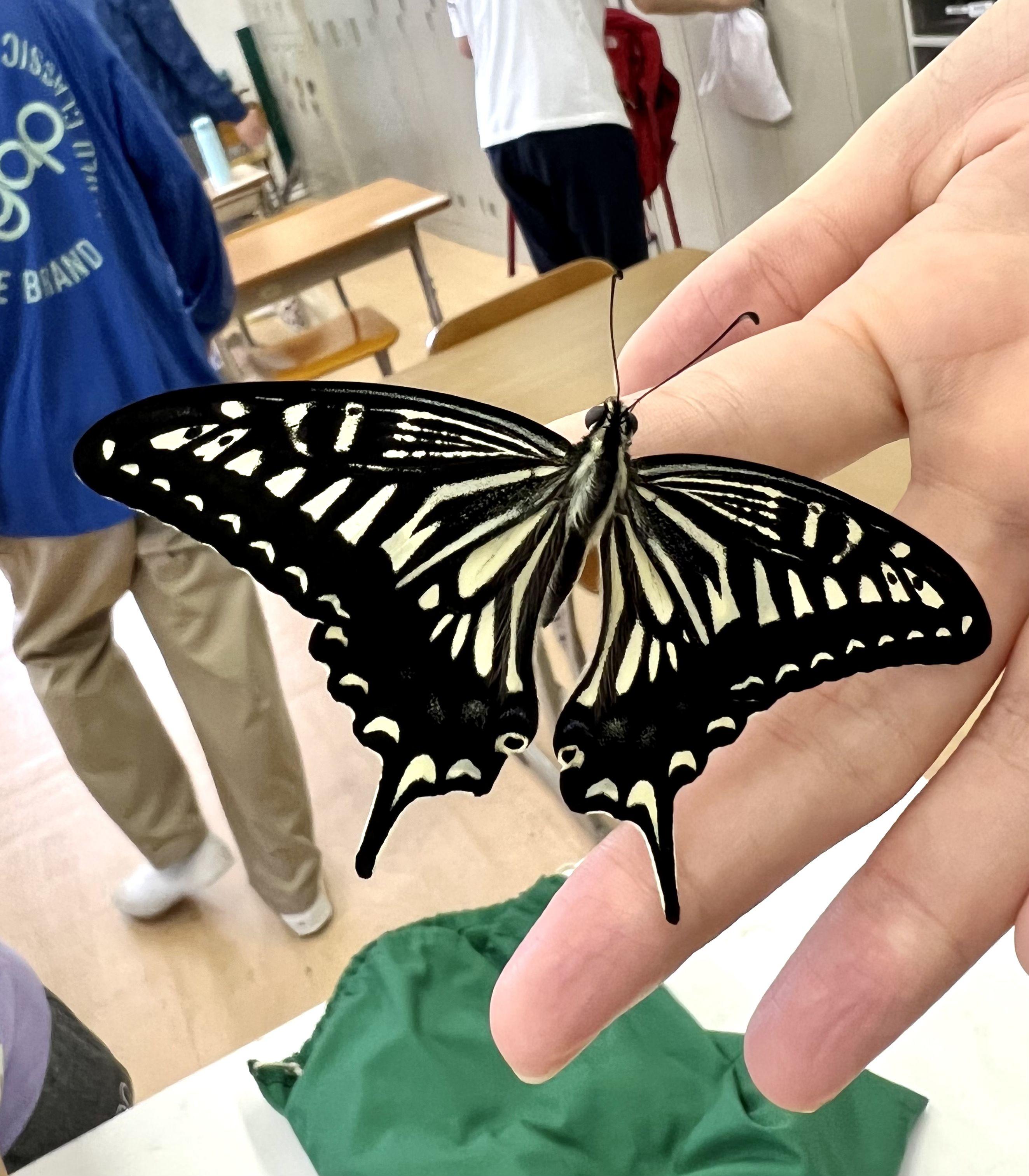 https://www.osaka-c.ed.jp/blog/toyonaka-y/gakkou/IMG_3185.jpg
