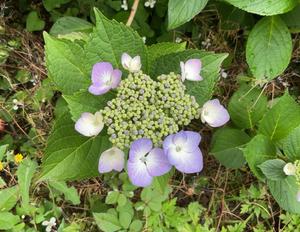IMG_0561.JPG