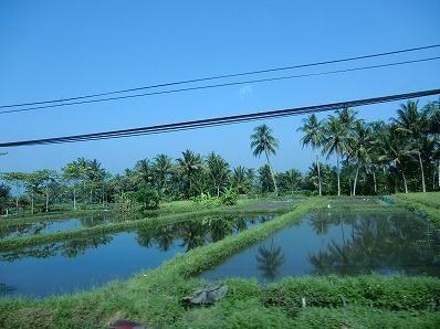 インドネシア農園.jpg