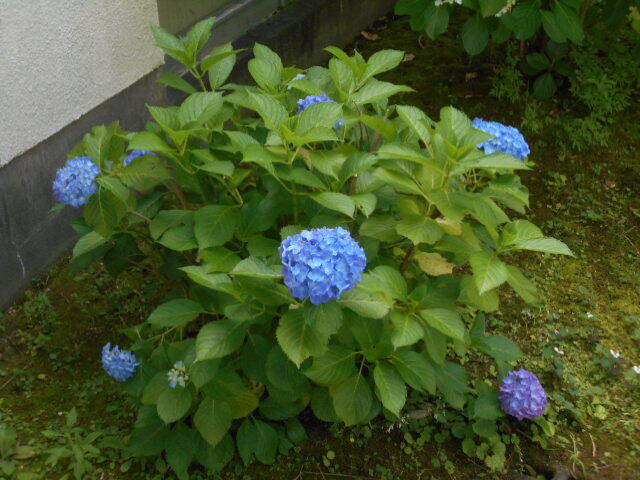アジサイ (11).JPG