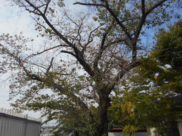 DSCN0051.JPG