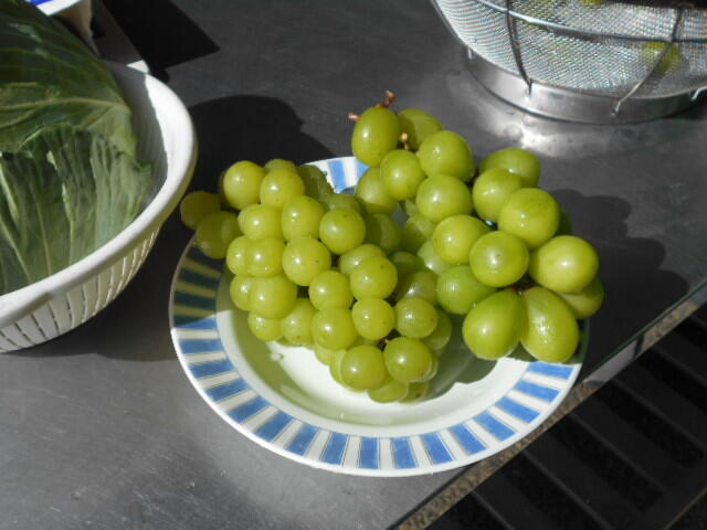 DSCN0083.JPG