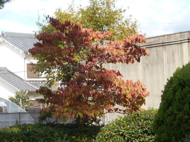 DSCN0371.JPG