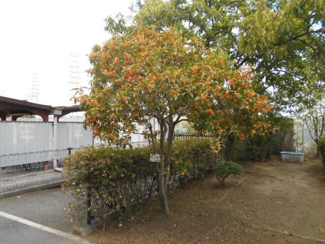 きんもくせい (1).JPG