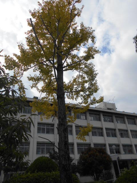 色づき木々 (7).JPG
