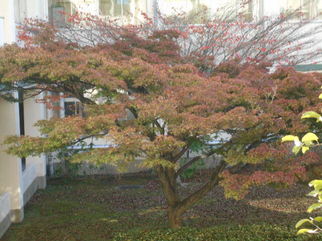 051124 冬支度 (1).JPG