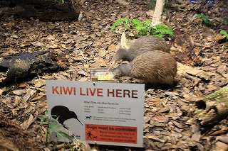 Kiwi 4.jpg