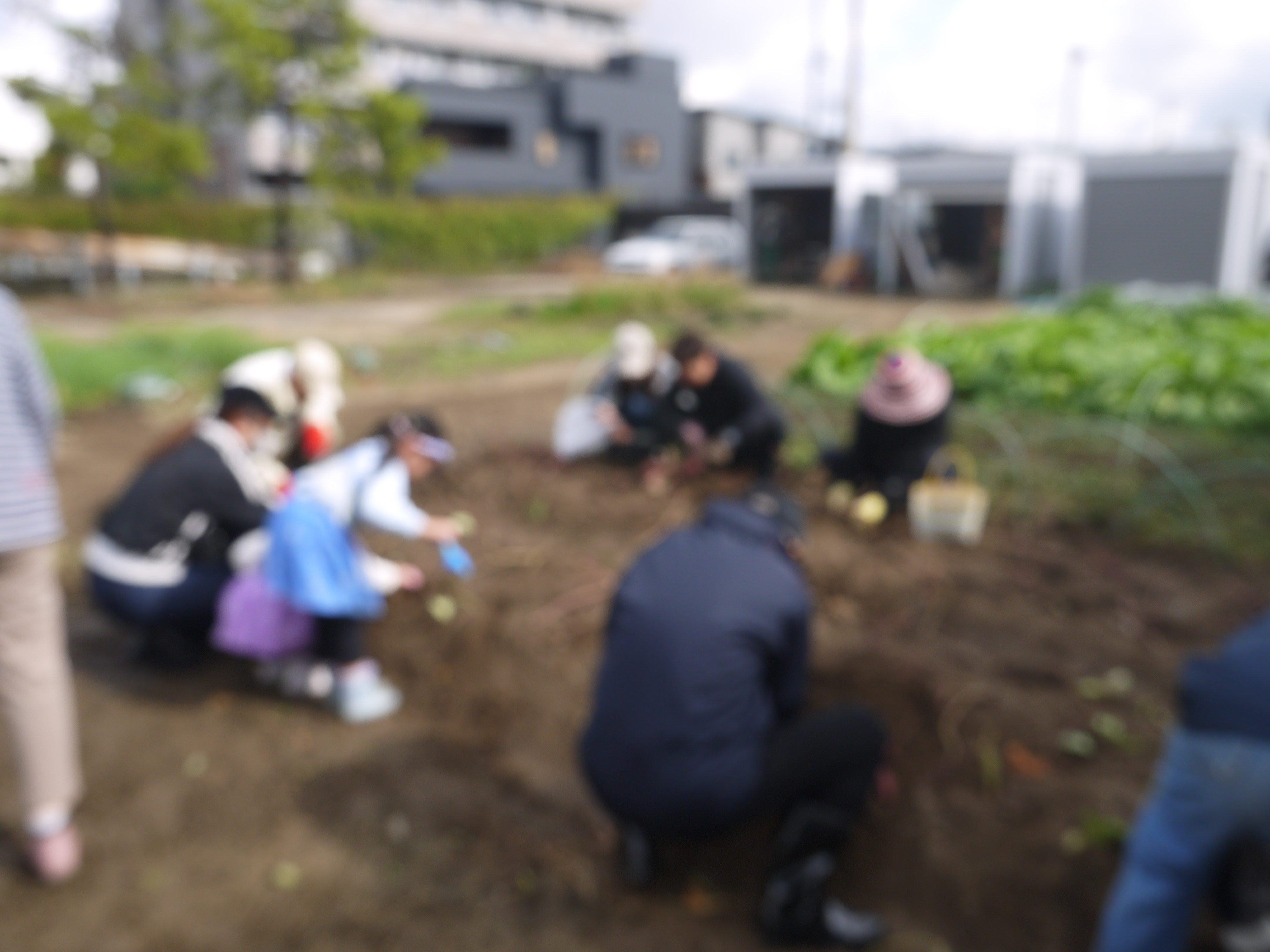さつまいも