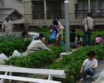 地域連携イチゴ狩りの写真