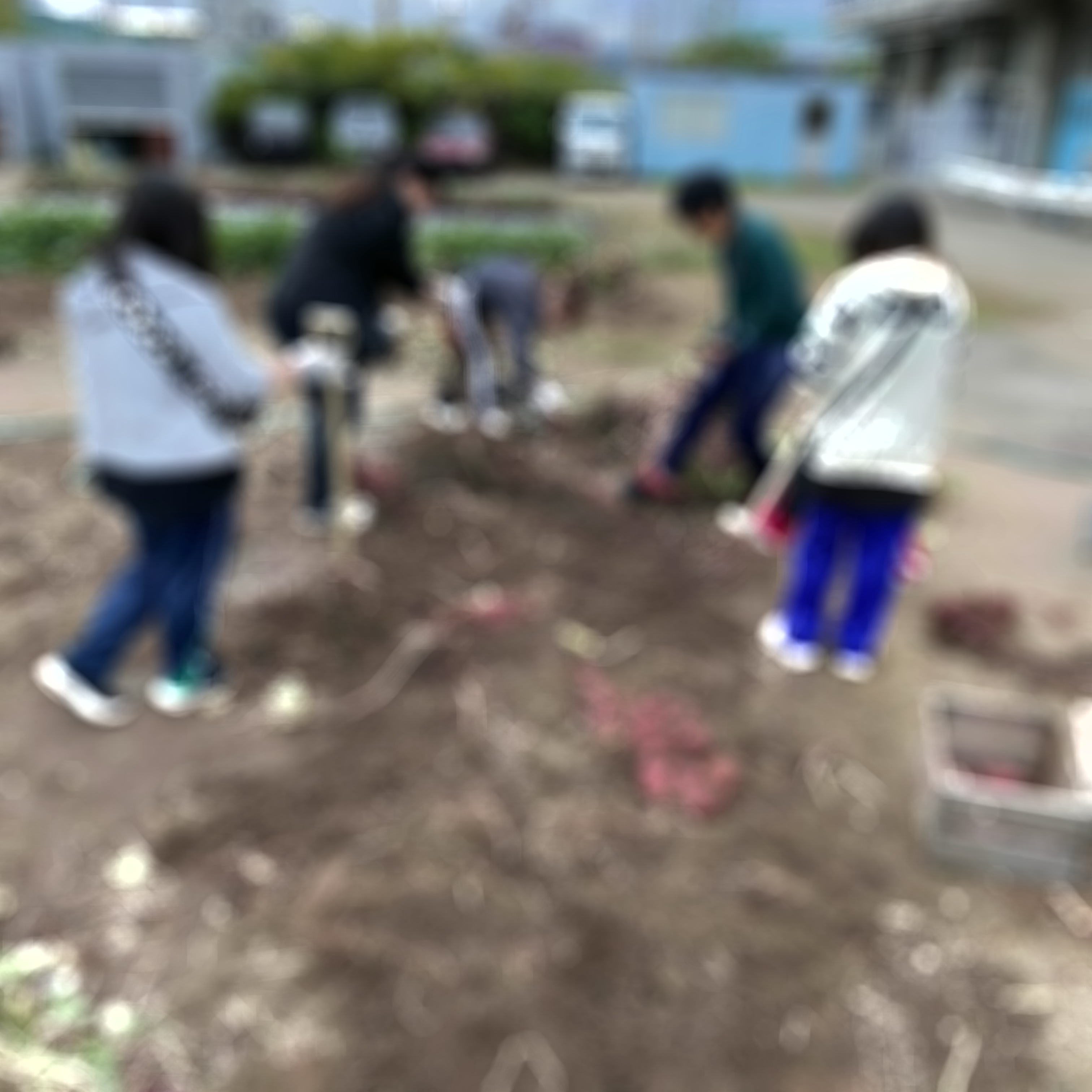 さつまいも