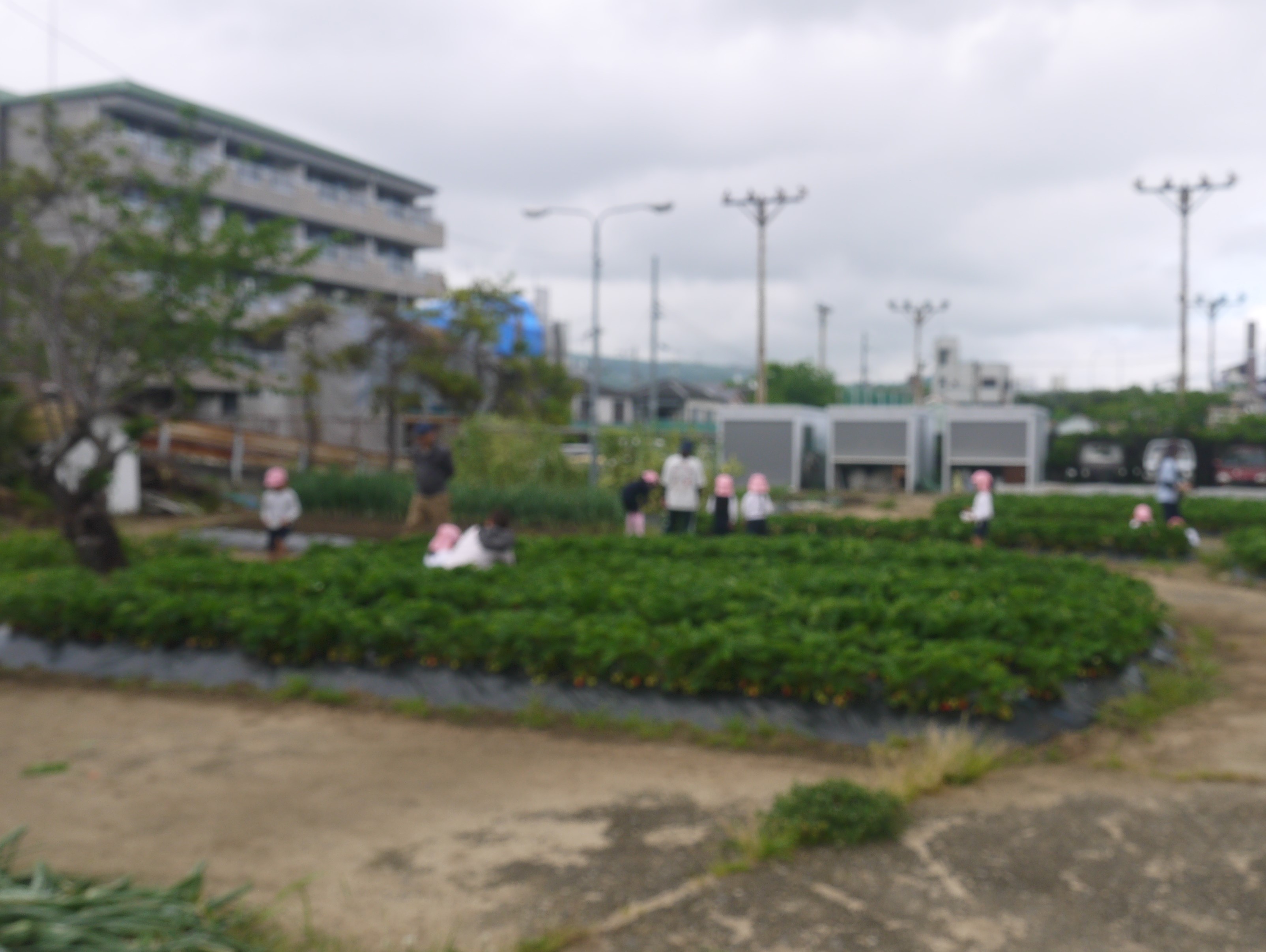 いちご