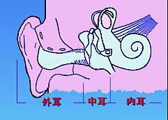 耳の構造