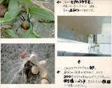 セアカゴケグモ２