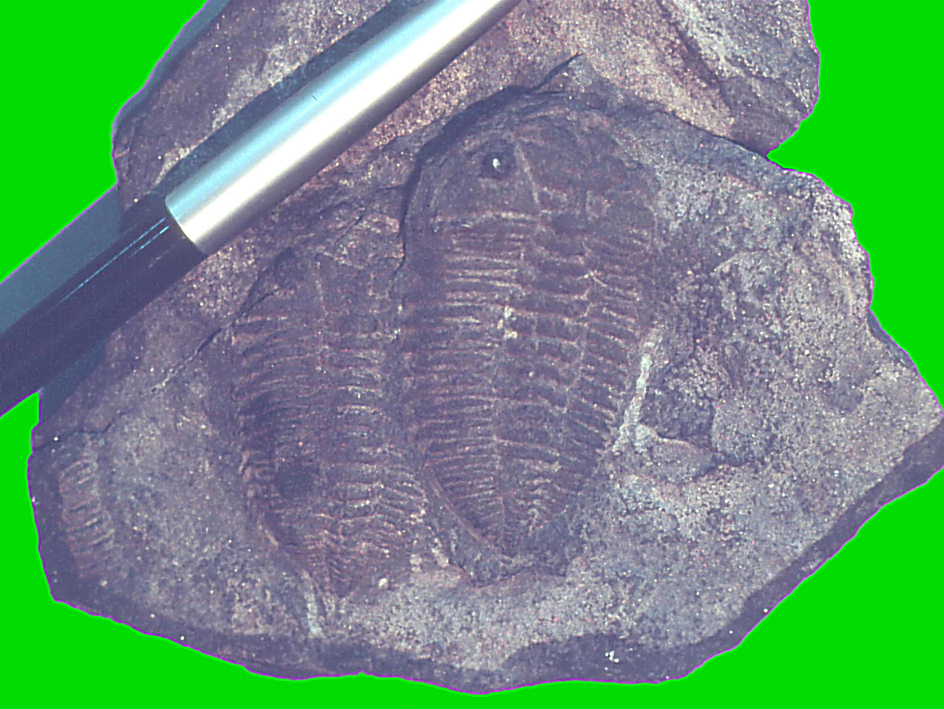 三葉虫とヒトデの化石 ヒトデ2種付き！三葉虫の化石【Mucronaspis zagorensis