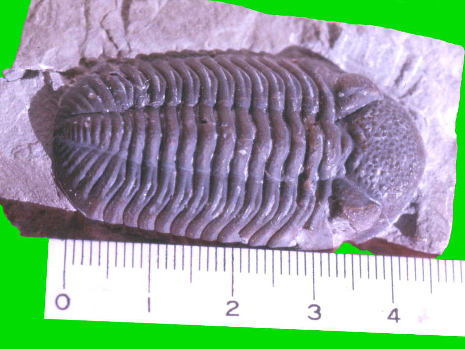 三葉虫　化石　Phaetonellus 三葉虫 化石 Phaetonellus