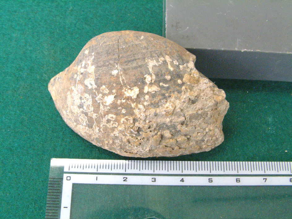 化石　E-12 ドゥビレイセラス 化石[T723-1453]