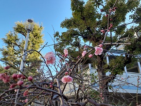校内の梅の花