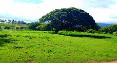 NAAq