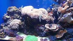 ワイキキ水族館