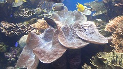 世界一巨大なシャコ貝