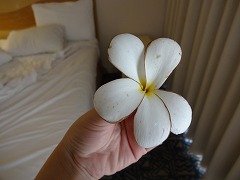 nC̉