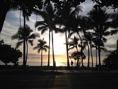 palm tree