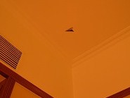 ̓V