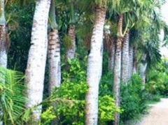 ےʂ
