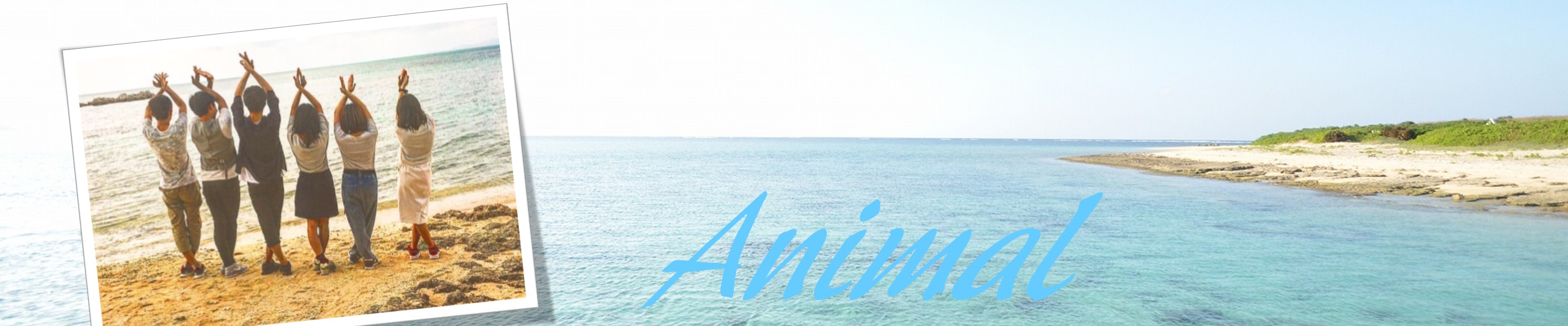 Animal