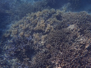 TS