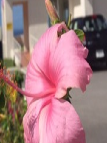 Plant