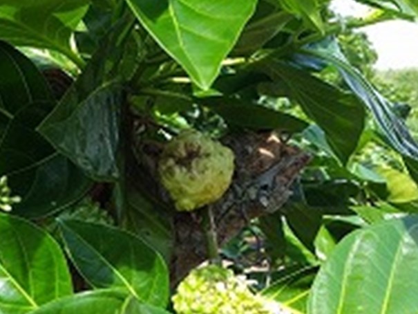 A_