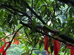 pO
