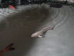 т̒RC