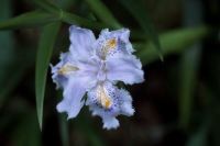 �A�J�c���N�T